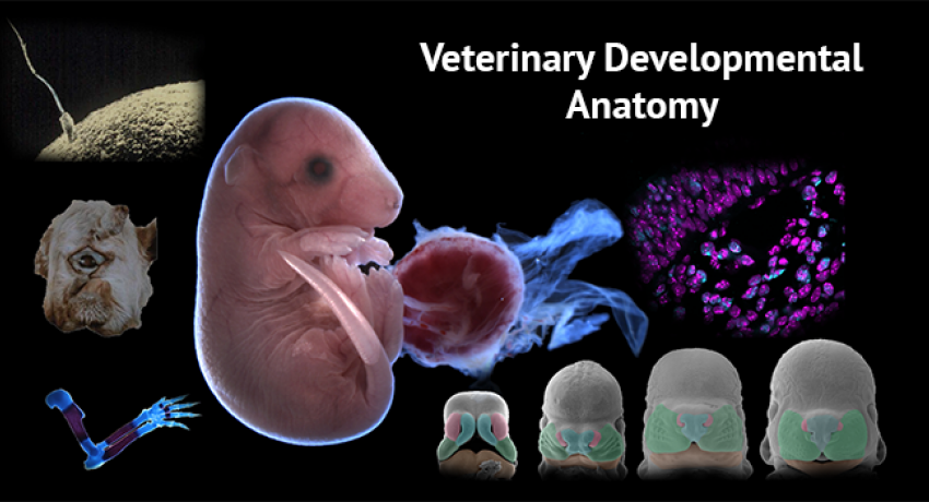 vetanatomy
