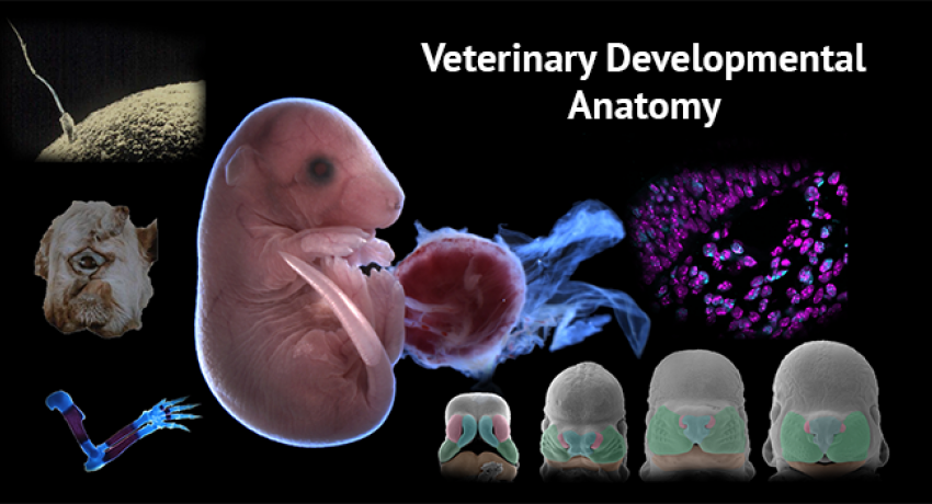 Veterinary Anatomy | Bayero University